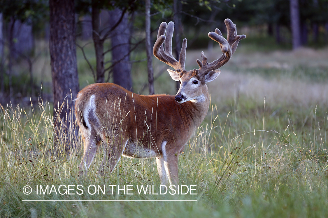 White-tailed buck in habitat.