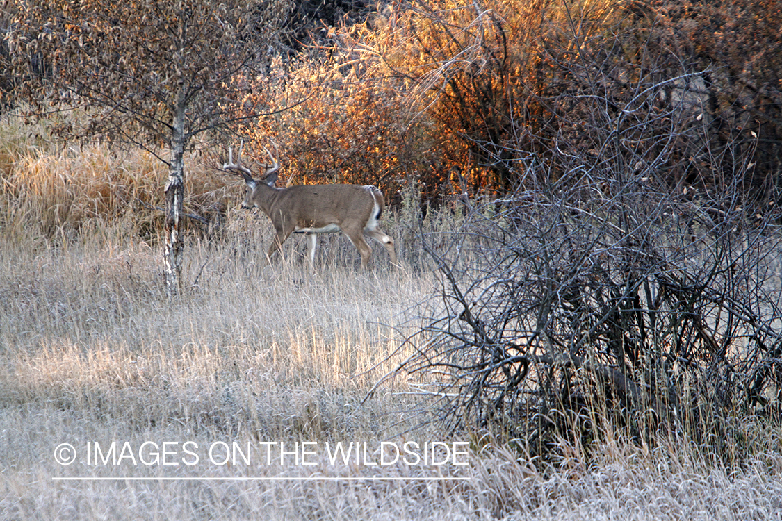 View of White-tailed buck in habitat from tree stand.