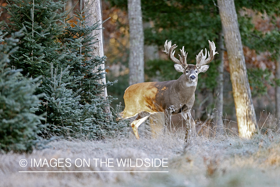 White-tailed buck in habitat.