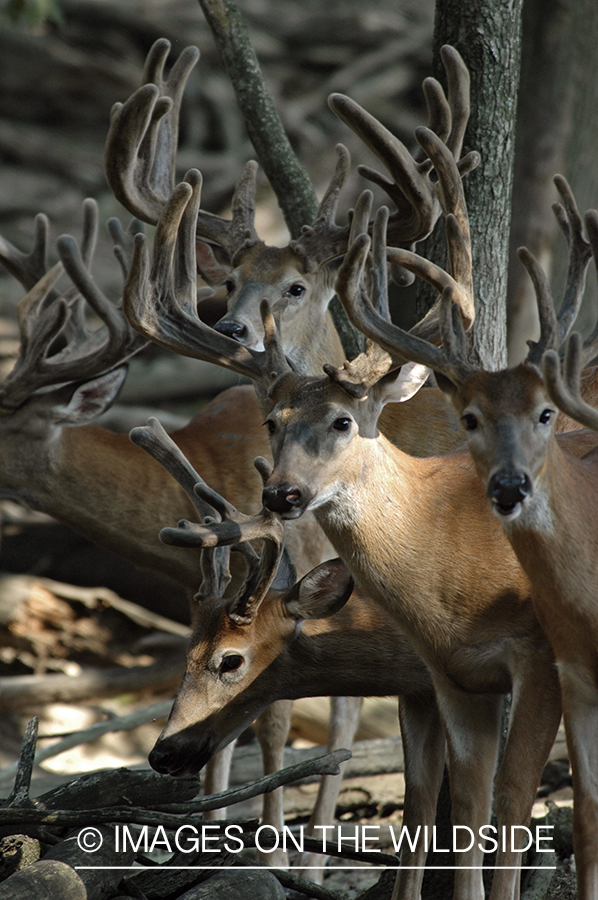 White-tailed bucks in velvet.