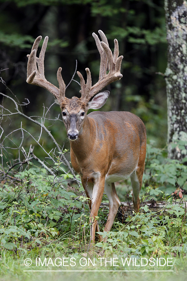 White-tailed buck in habitat.