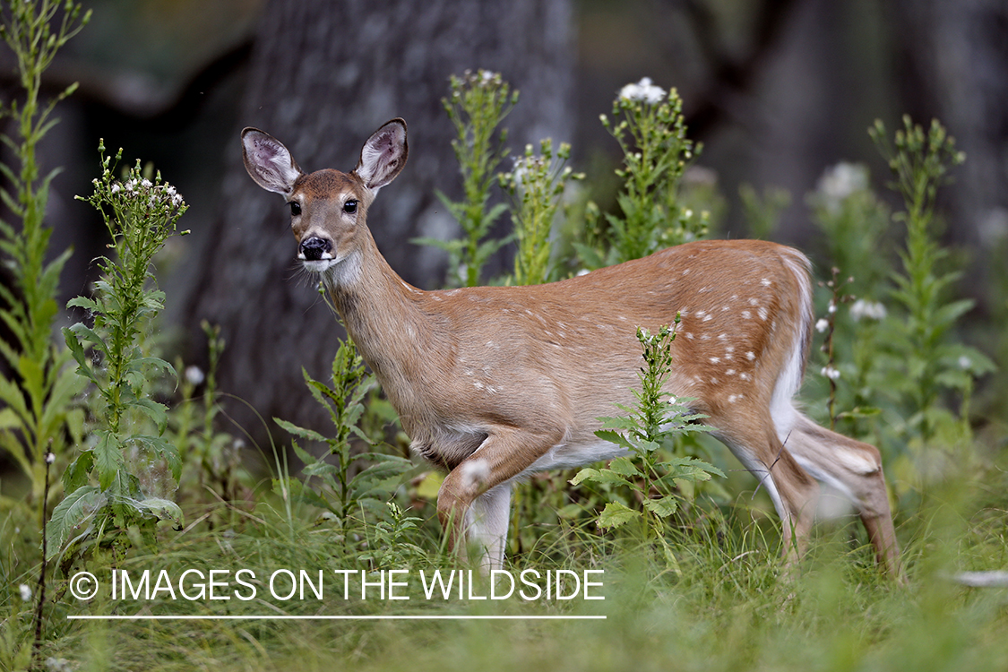 White-tailed fawn in habitat.