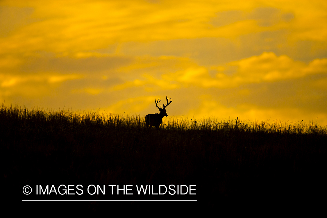 White-tailed buck in habitat. (Silhouette) 