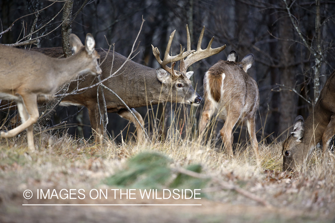 White-tailed buck approaching does in the rut. 