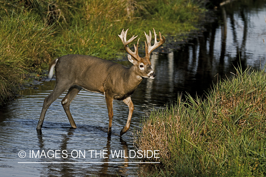 White-tailed Buck in stream.