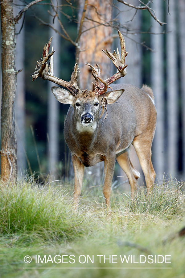 White-tailed buck shedding Velvet.