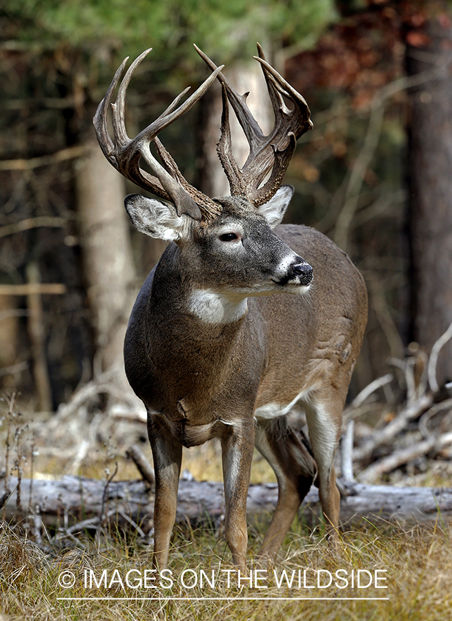 White-tailed buck in woods.