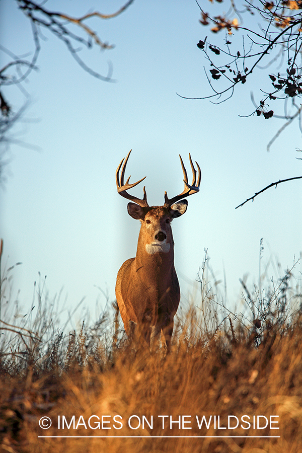 White-tailed buck in field.