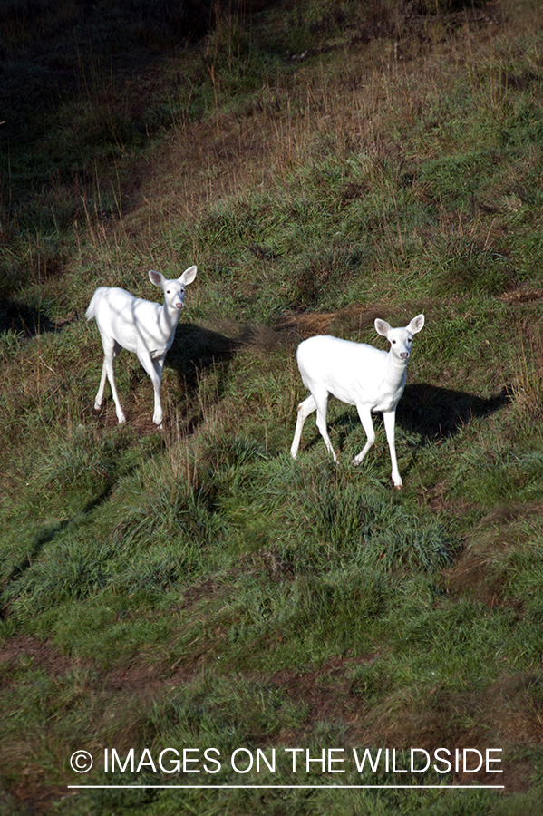 Albino white-tailed deer in habitat.