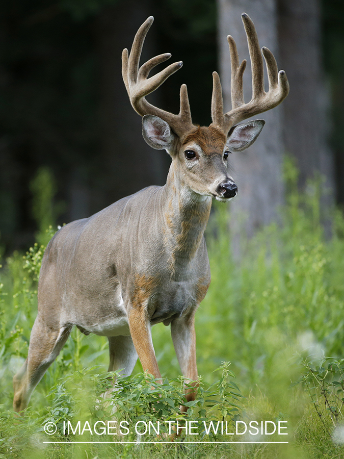 White-tailed buck in velvet.