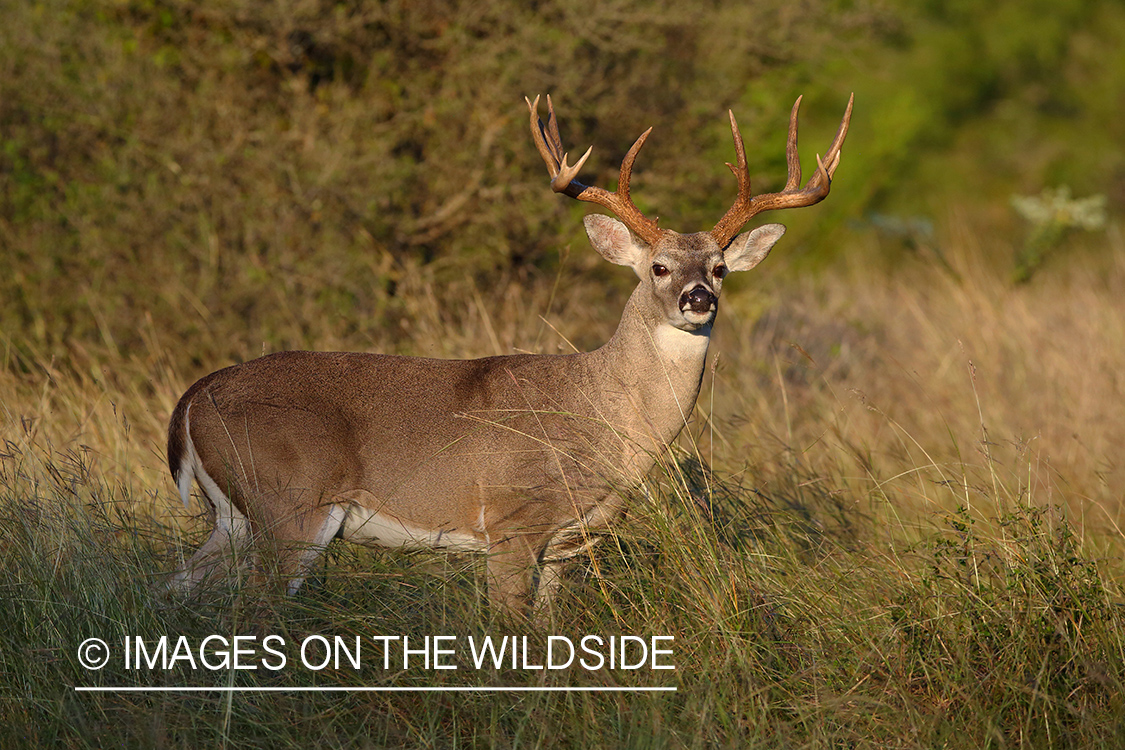 White-tailed deer.