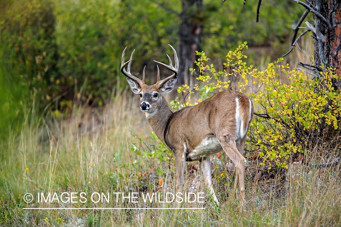 White-tailed buck in field.