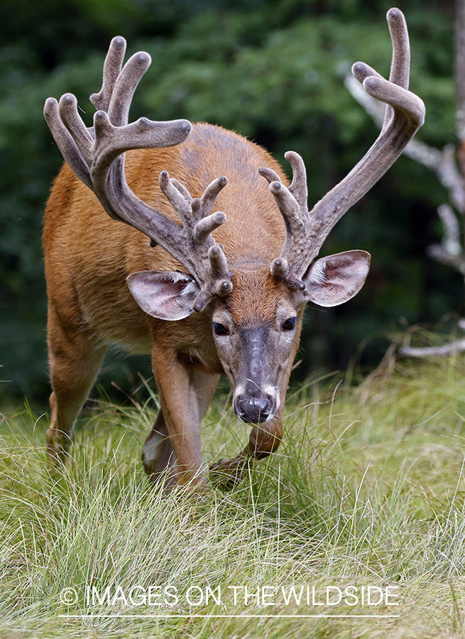 White-tailed buck in field.