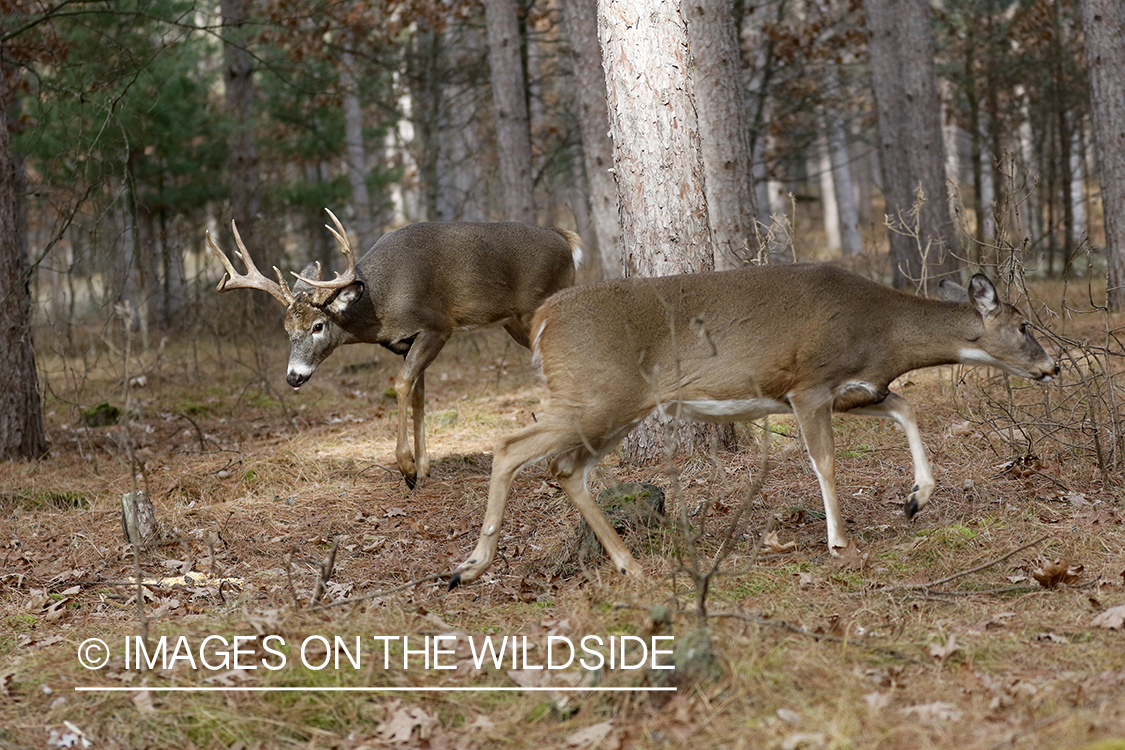 White-tailed buck chasing doe.