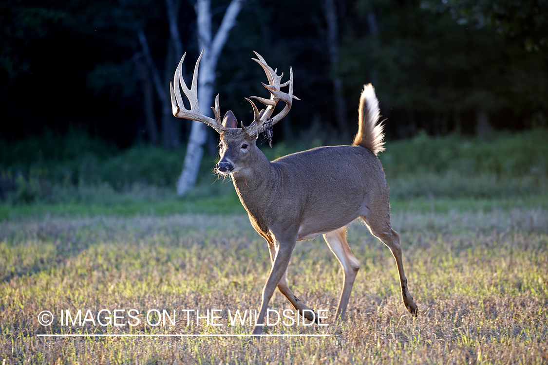 White-tailed buck in the rut.