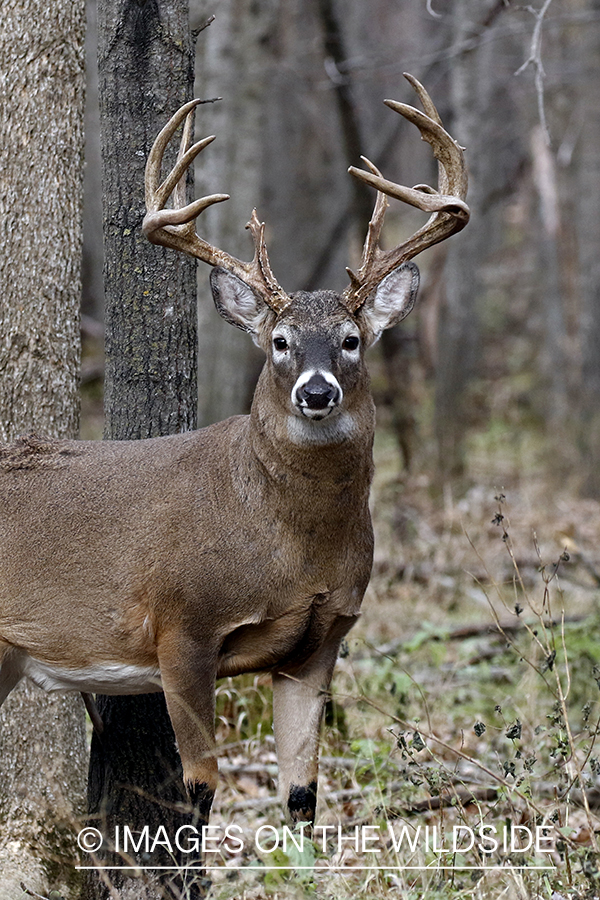 White-tailed buck in the rut.