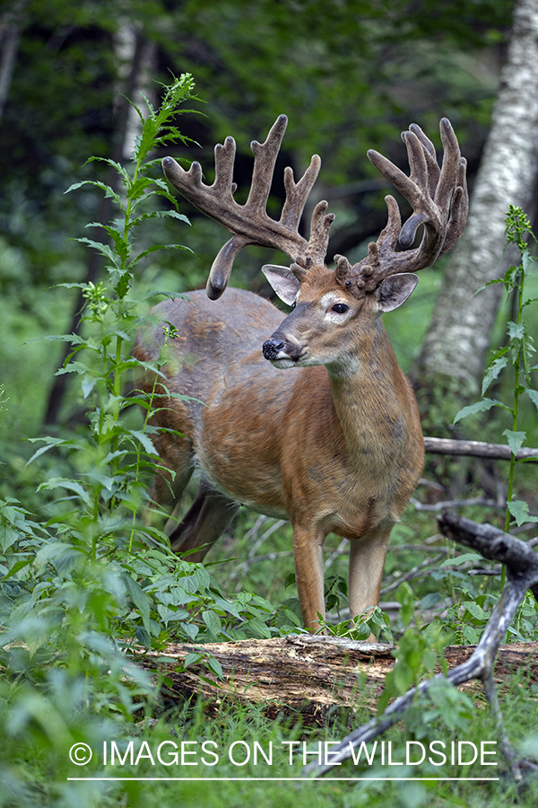 White-tailed buck in Velvet.