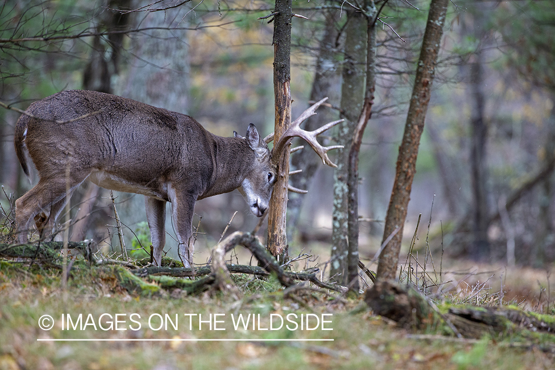 White-tailed buck making scrape.