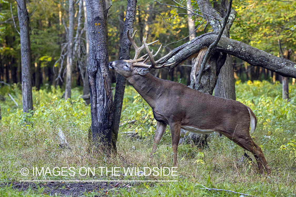 White-tailed buck sniffing and making scrape.