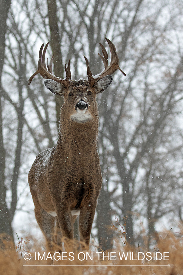 White-tailed buck in habitat.