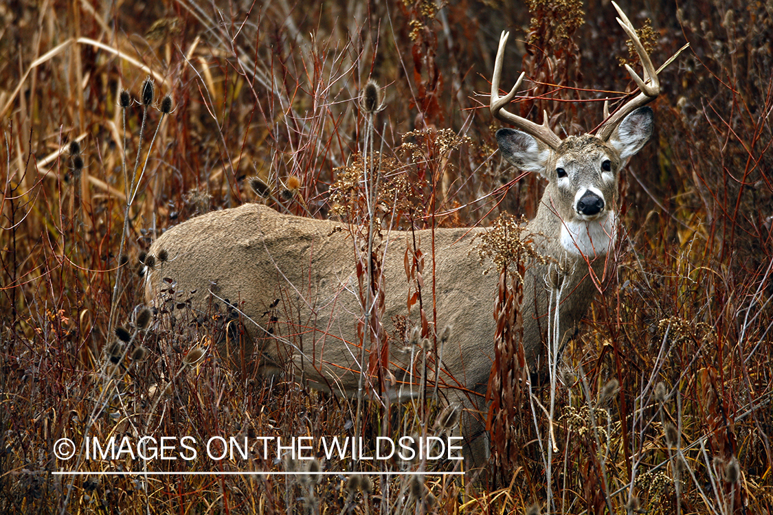 White-tailed deer in habitat