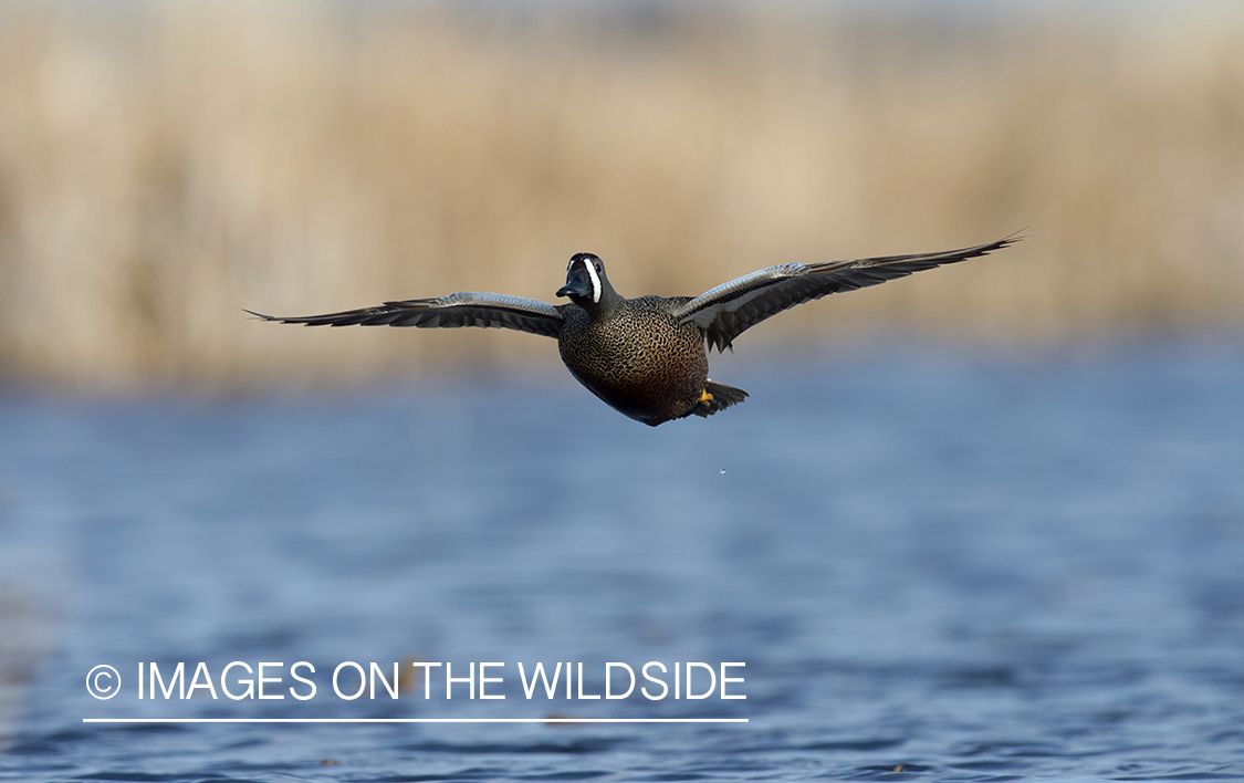 Blue-winged Teal in flight.