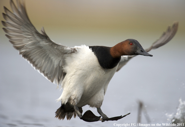 Canvasback landing. 