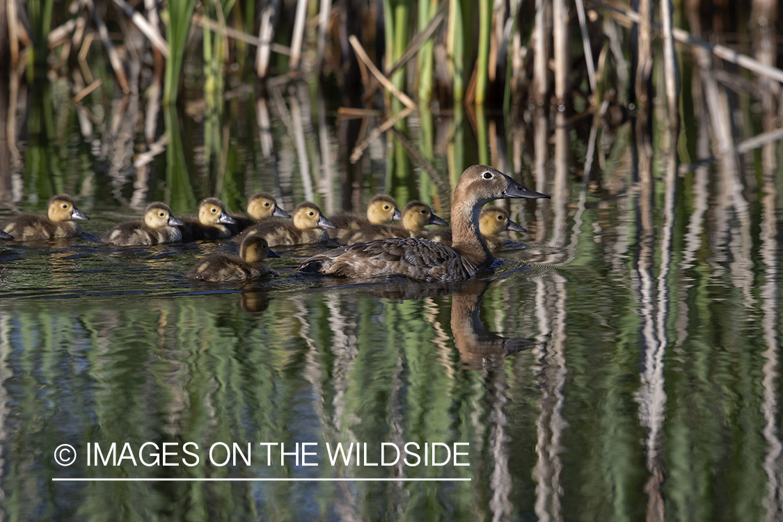 Canvasback with ducklings.