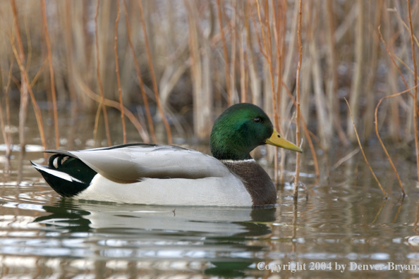 Mallard drake on pond.