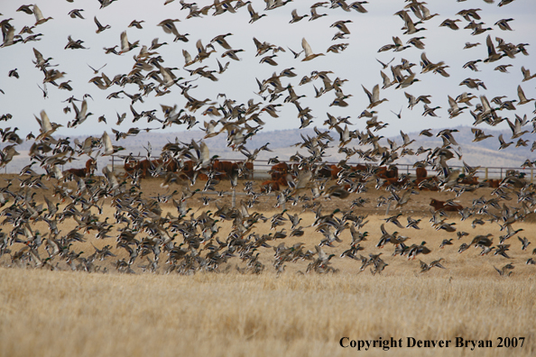 Mallard flock