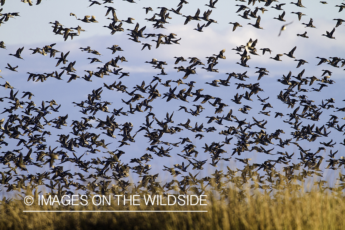 Mallards in flight.