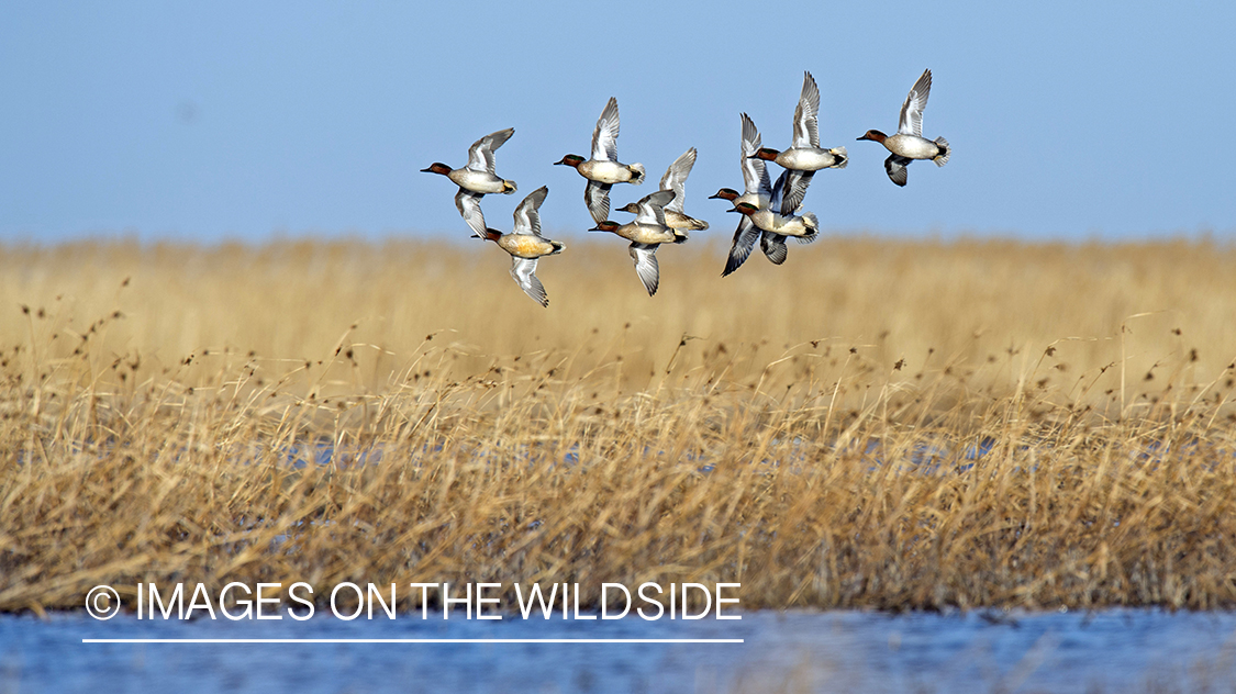 Green-winged Teal flying together.