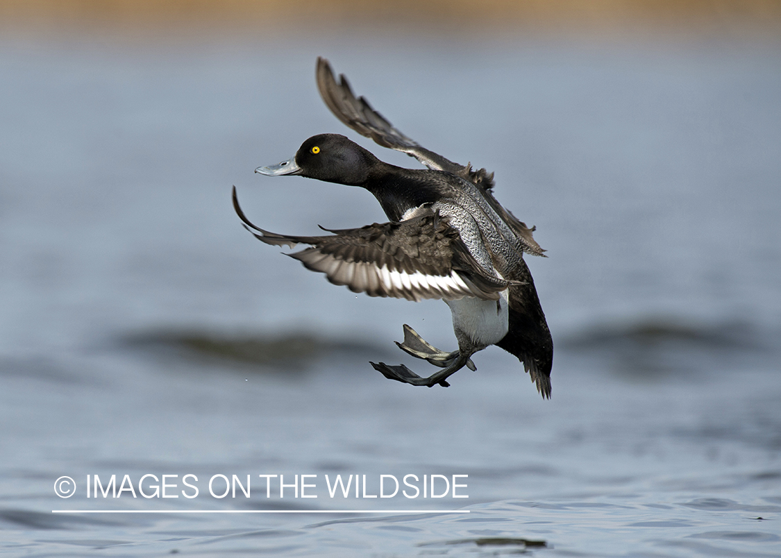 Lesser Scaup in flight.