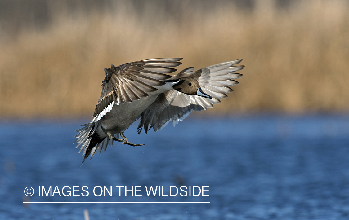 Pintail in flight.