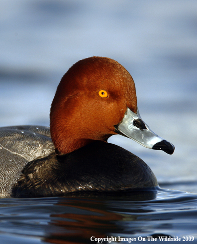 Redhead Drake