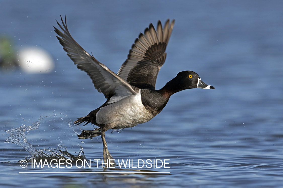 Ring-necked duck in flight.