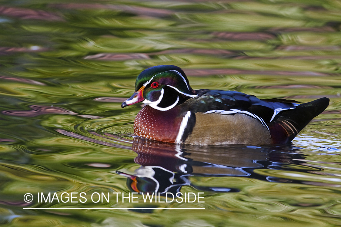 Wood Duck drake in habitat. 