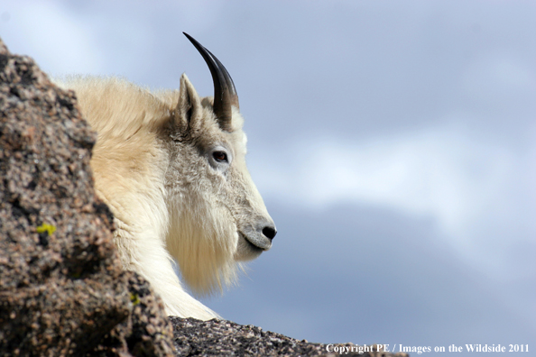 Mountian goat in habitat. 