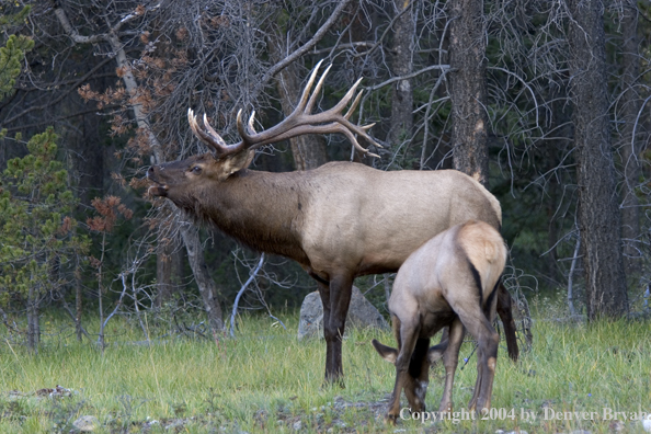 Rocky Mountain bull and cow elk in habitat.