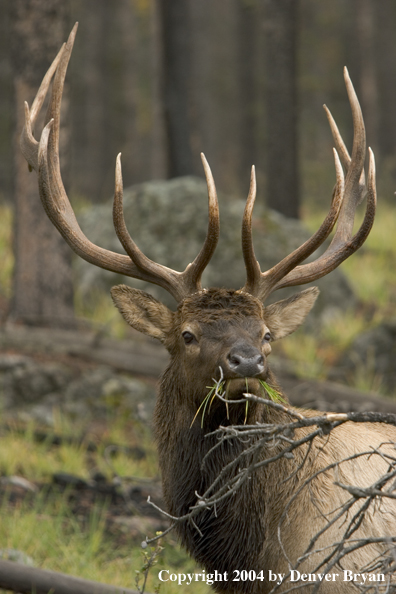 Rocky Mountain bull elk in habitat.