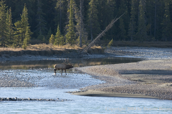 Rocky Mountain bull elk crossing river.