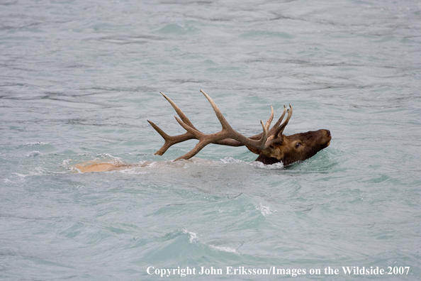 Elk in habitat