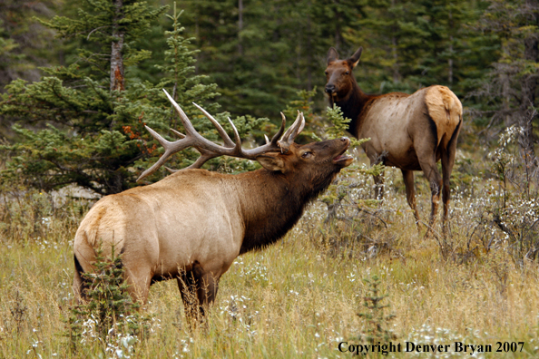 Rocky Mountain Elk bugling with cow in background