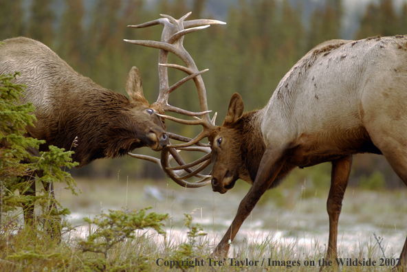 Rocky Mountain Elk fighting