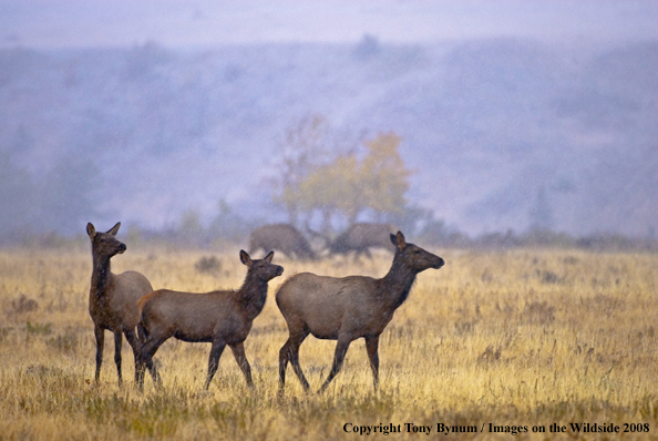 Rocky Mountain Elk cows in habitat with bull elk fighting in background