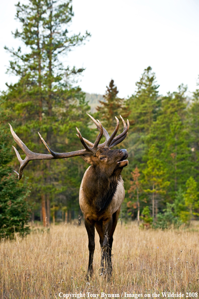 Bull Elk in field