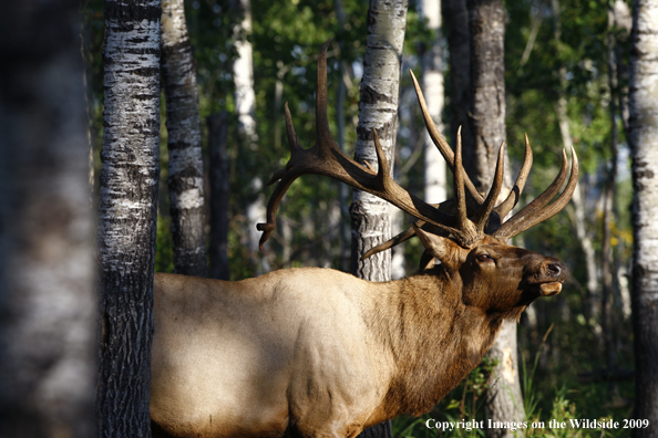 Rocky Mountain Bull Elk