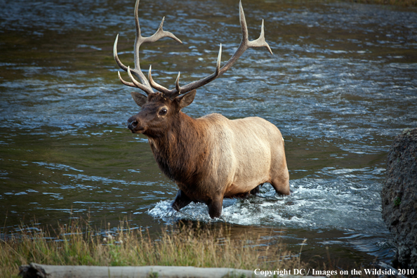 Rocky Mountain Bull Elk in habitat. 