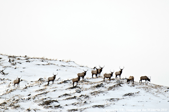 Rocky Mountain elk in habitat. 