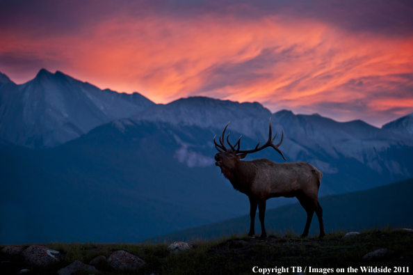 Rocky Mountain bull elk bugling at sunset. 